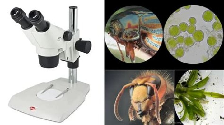 What microscope is used to see insects?