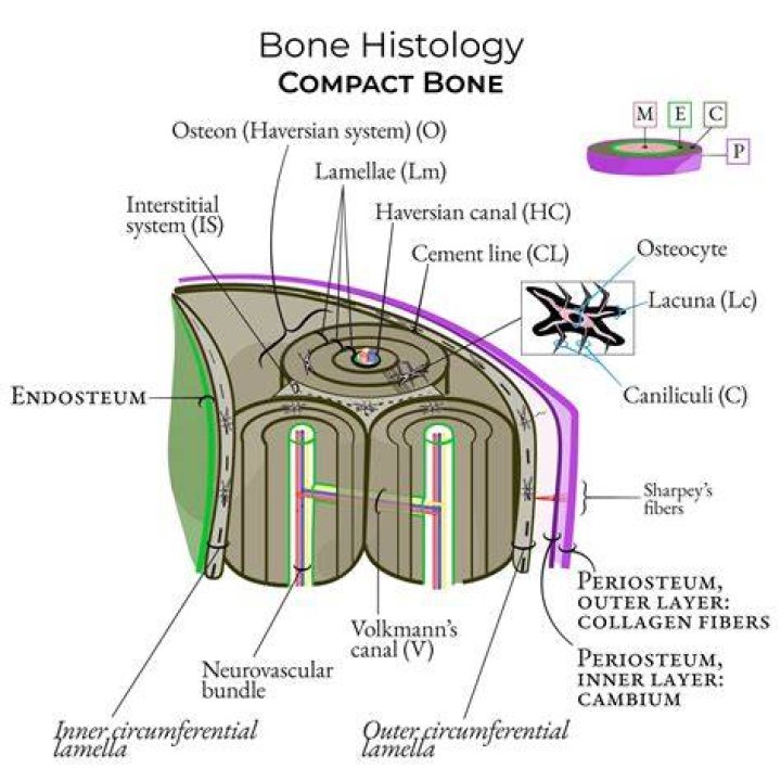 What mineral makes compact bone strong and hard?