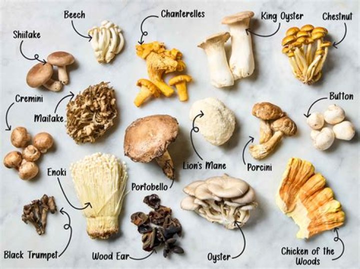 What mushrooms grow in November?