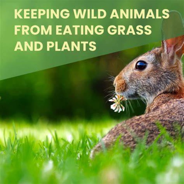 What on a plant keeps animals from eating them?