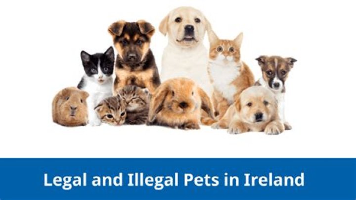 What pets are legal in NZ?
