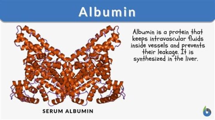 What produces albumin?
