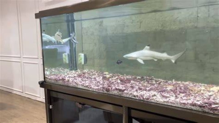 What sharks are in the London Aquarium?