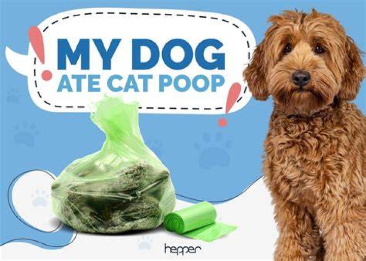 What should I do if my dog ate cat poop?