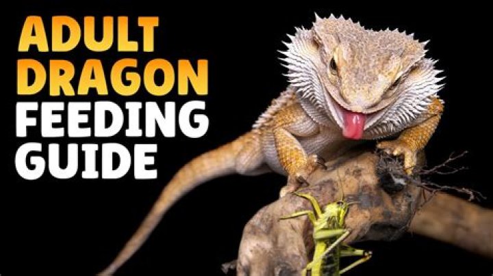 What should I feed my 6 month old bearded dragon?