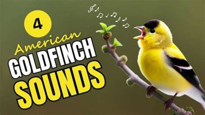 What song does a goldfinch make?