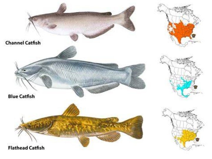 What temperature can catfish live in?