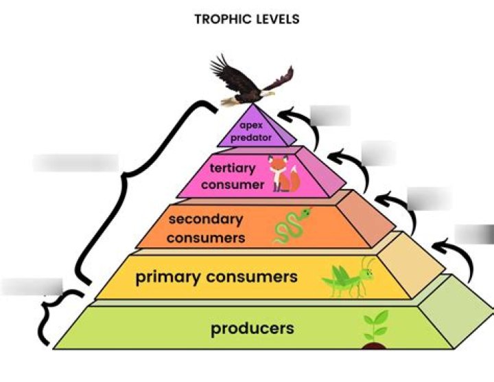 What trophic level is a gorilla?