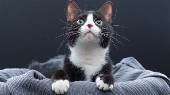 What type of cat is black with white paws?
