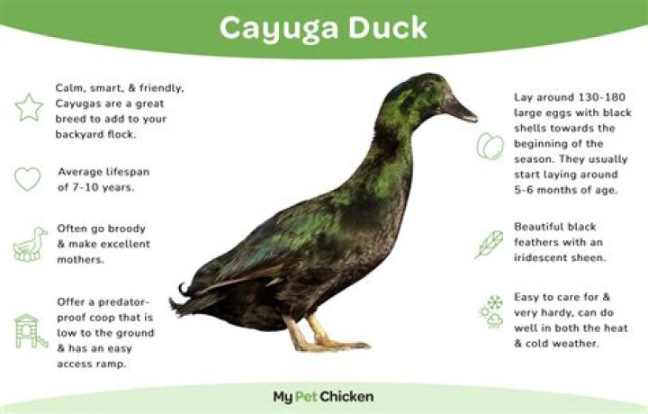 What type of duck is a Cayuga?