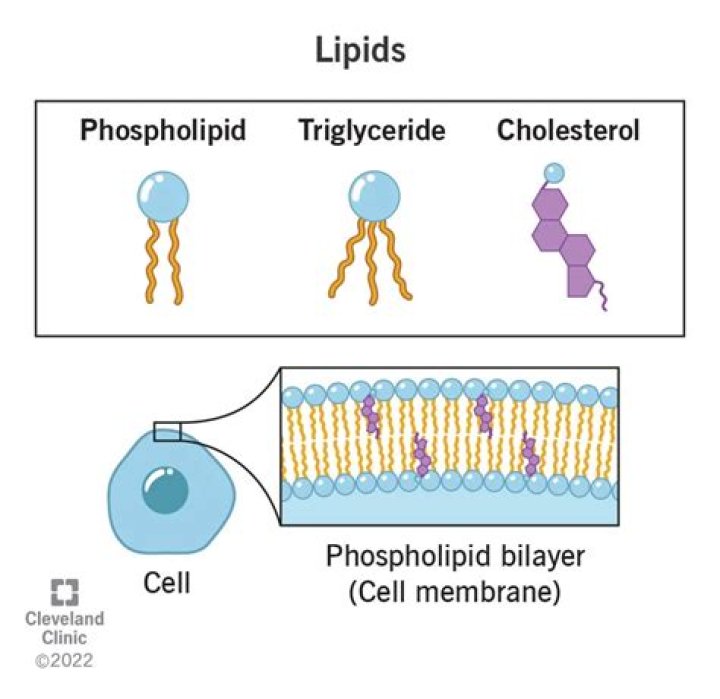 What type of lipid is the most abundant lipid component of cell membranes?