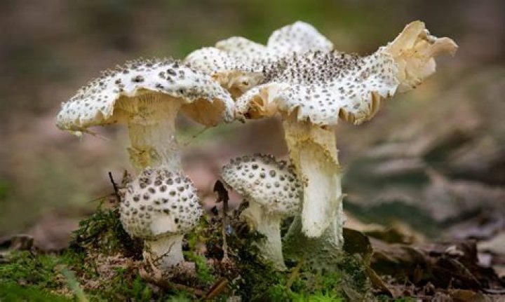 What type of mushrooms are white?