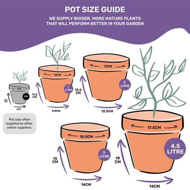 What type of pot is best for basil?