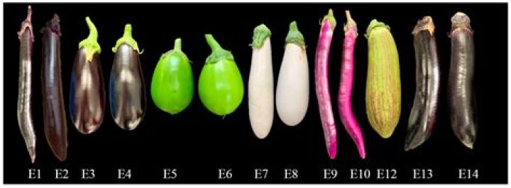 What vegetable is similar to eggplant?