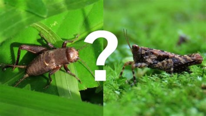 What weather do crickets like?