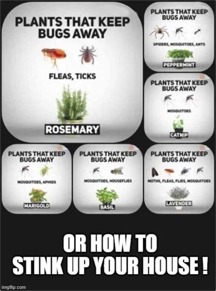 What will keep love bugs away?
