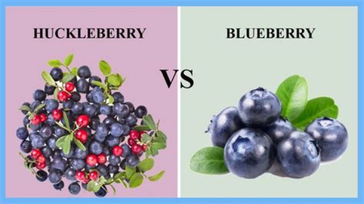 Whats the difference between huckleberries and blueberries?