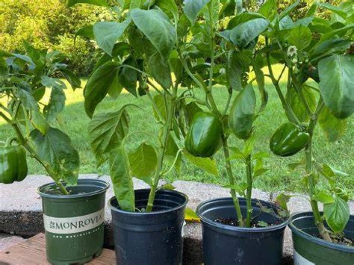 When can I plant out peppers?