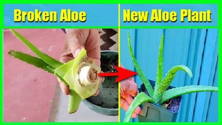 When can you remove aloe from a puppy?