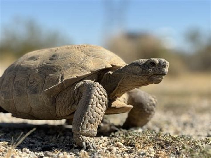 When did the desert tortoise become endangered?