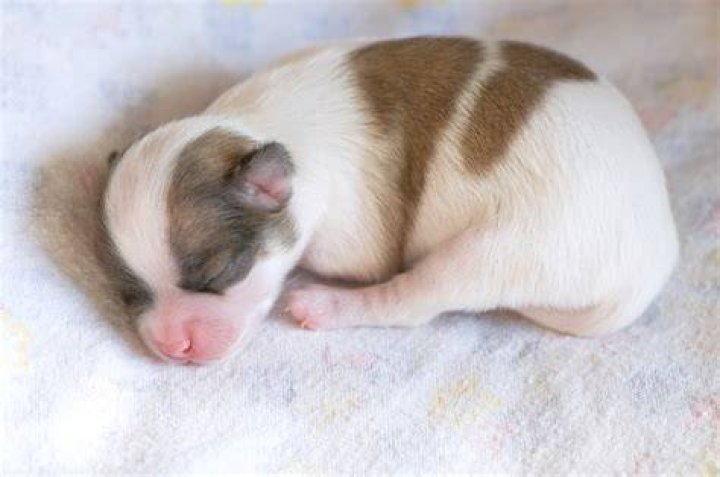 When should puppies stop nursing?