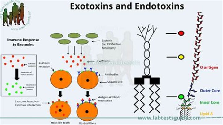 Where are Exotoxins produced?