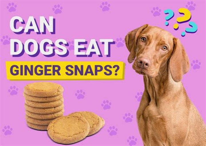 Where are ginger snaps from?