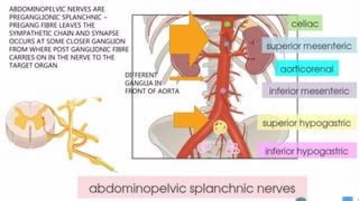 Where are splanchnic nerves located?