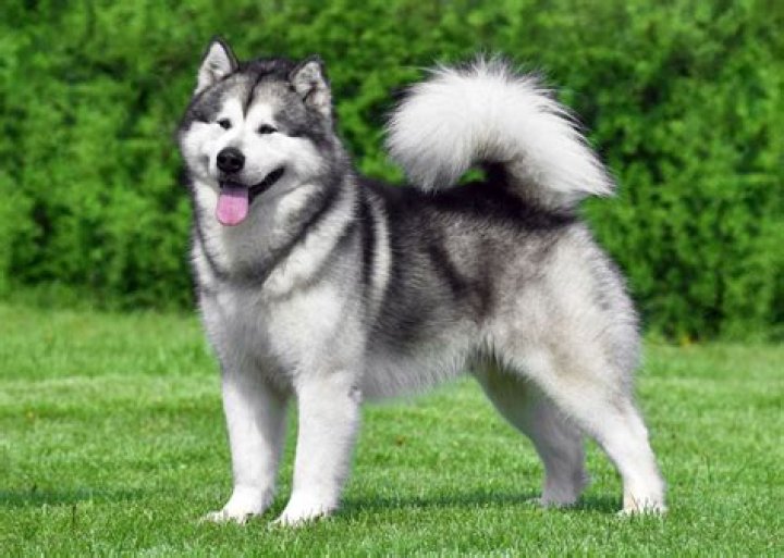 Where can I adopt an Alaskan husky?