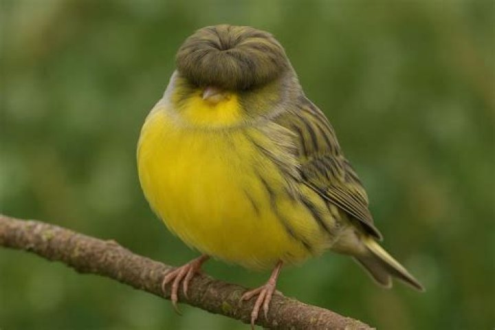 Where can I buy a Gloster Canary?