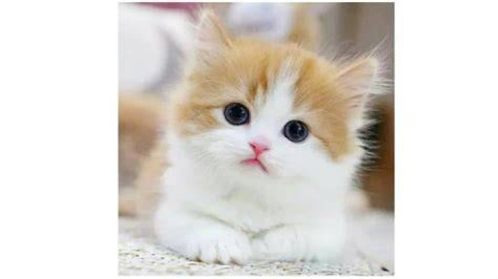 Where can I buy a kitten in Adelaide?