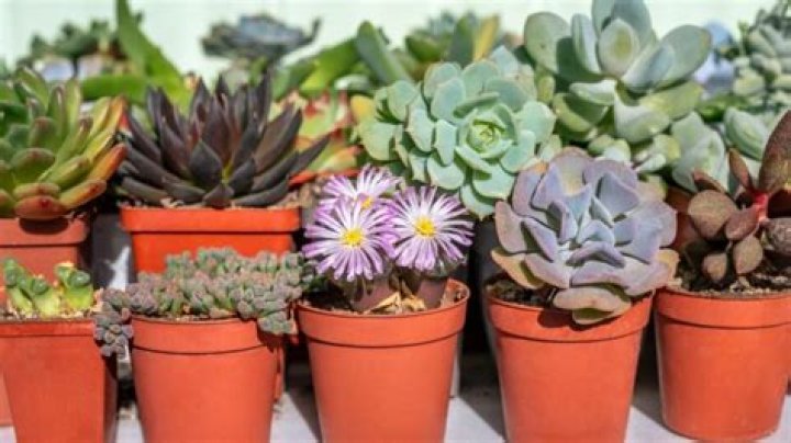 Where can I buy succulents in Abu Dhabi?
