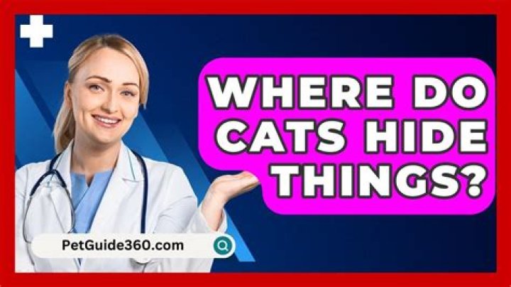 Where do cats hide things?