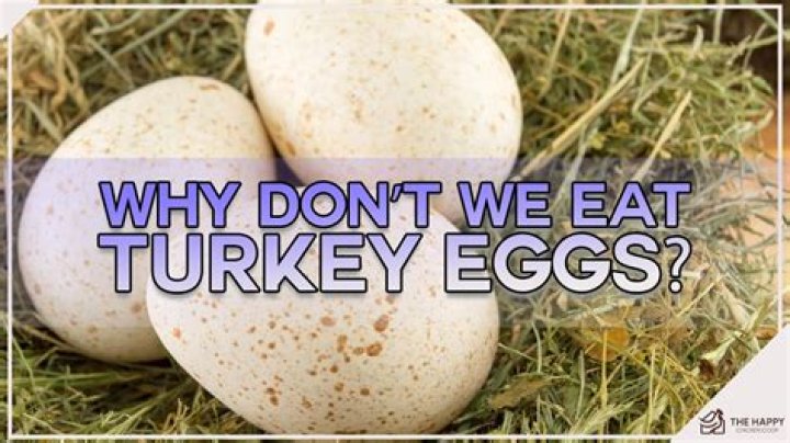 Where do turkeys lay eggs?