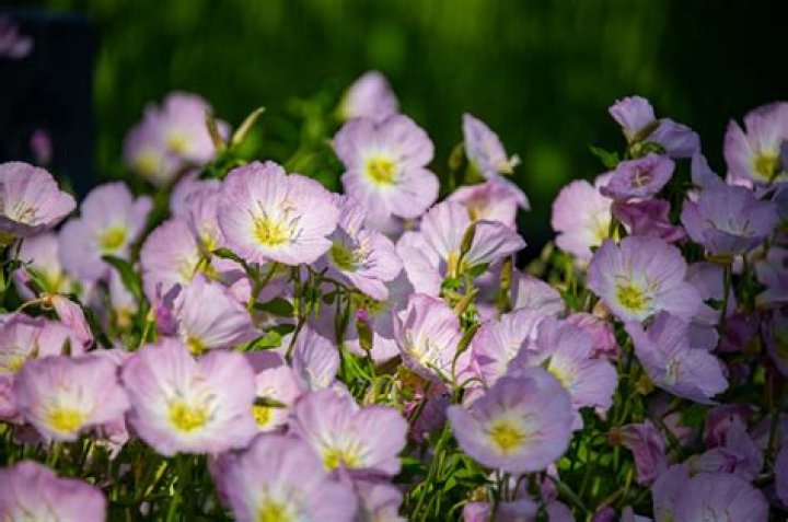 Where does Japanese primrose grow?