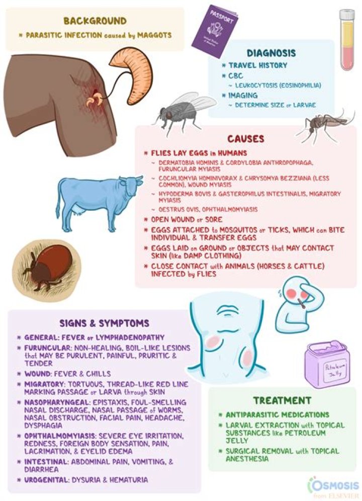 Where does Myiasis occur?