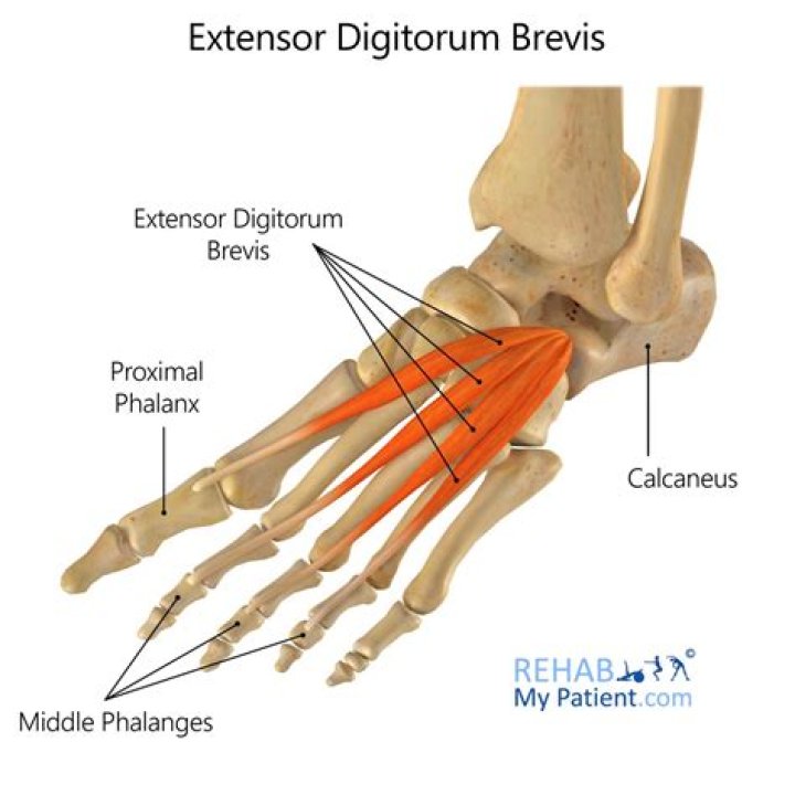 Where does the extensor digitorum brevis insertion?