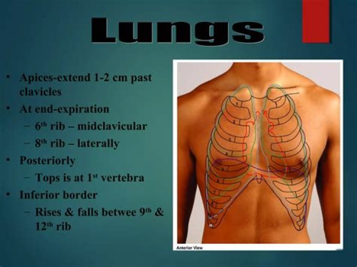 Where is the Costophrenic sulcus?