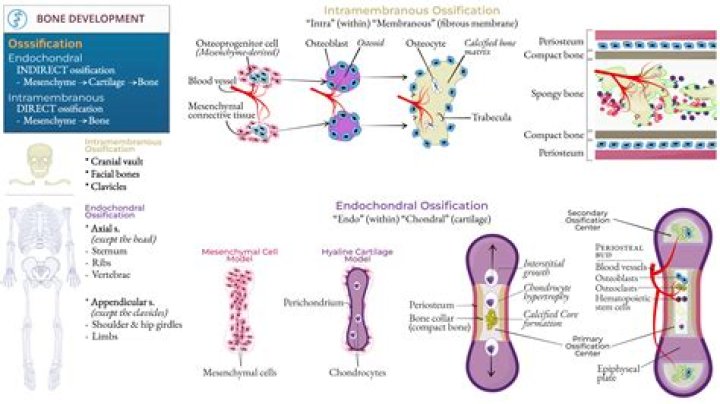 Where is the primary ossification center during endochondral ossification in a long bone quizlet?