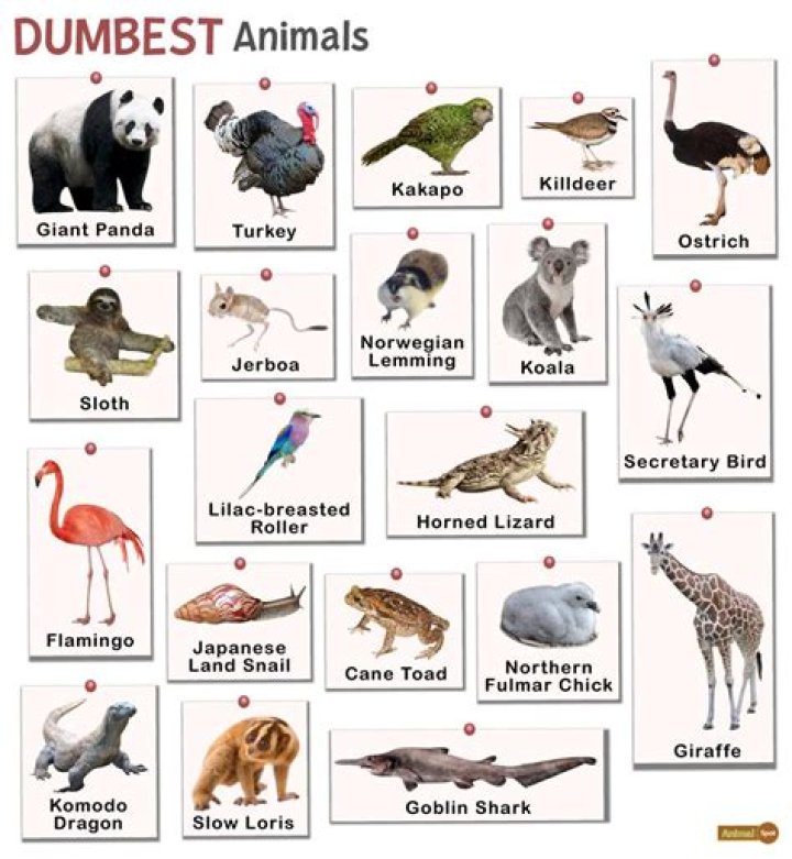 Which animal is known to play tricks on its mates?