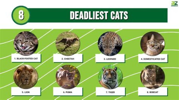 Which cats are dangerous?