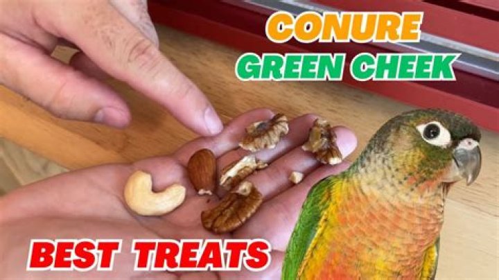 Which conure is best?