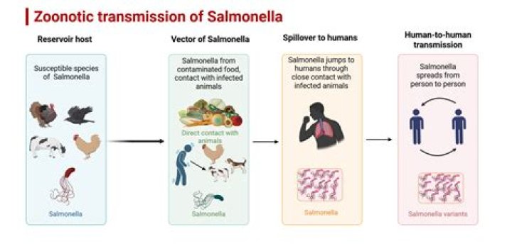 Which food is commonly linked with Nontyphoidal salmonella?