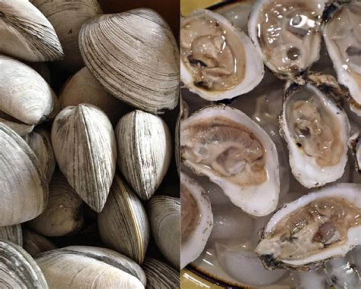 Which is better oyster or wow?