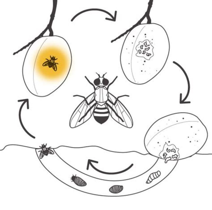 Which is the correct way to write the scientific name of a fruit fly?