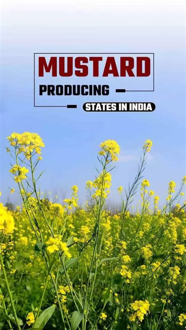 Which is the largest mustard producing state of India?