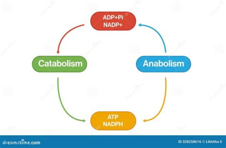 Which metabolic pathway is both anabolic and catabolic?