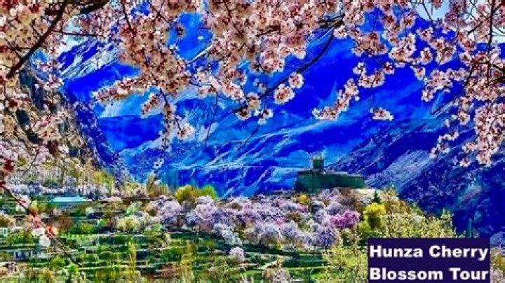 Which month is cherry blossom in Hunza?