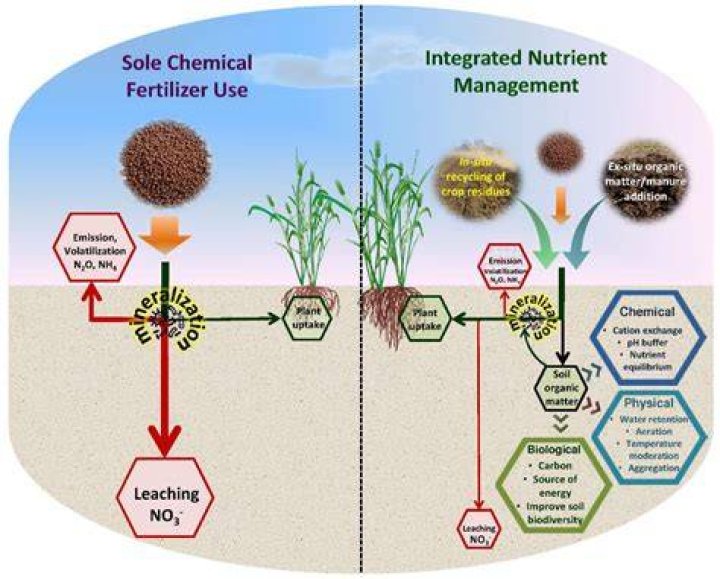 Which new species of the rice have been developed in India?