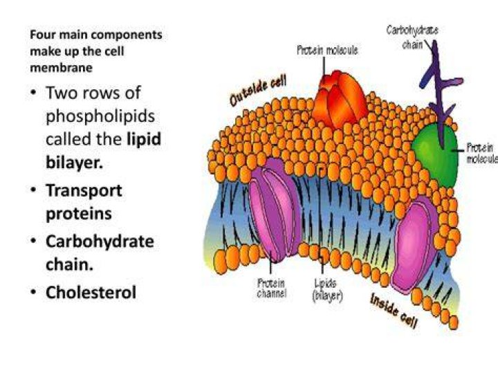 Which of the following are the two main components of cellular membranes quizlet?